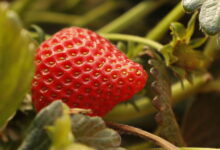 California legislature passes bill to track use of ‘forever chemicals’ by farms