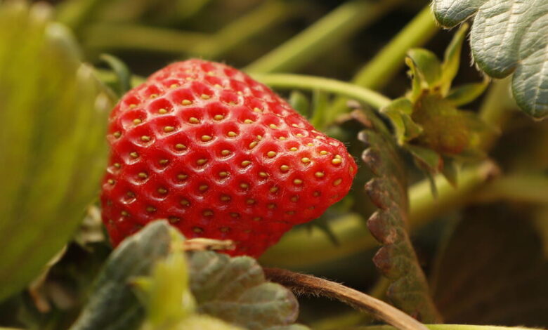 California legislature passes bill to track use of ‘forever chemicals’ by farms