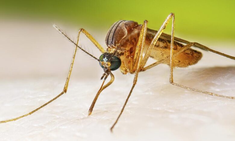Are mosquitoes, ticks and fleas turning California into a disease hotspot? Are mosquitoes, ticks and fleas turning California into a disease hotspot?