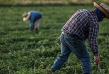 Trump administration’s wage cuts for seasonal farmworkers is unlawful, federal judge in California rules