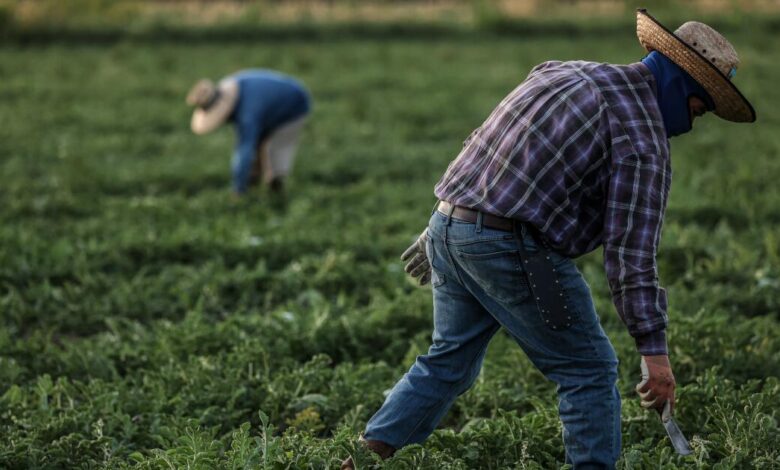 Trump administration’s wage cuts for seasonal farmworkers is unlawful, federal judge in California rules