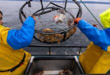 Record-breaking El Niño could gut California’s crab and salmon fleets