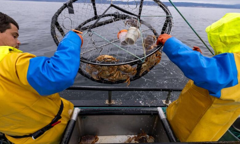Record-breaking El Niño could gut California’s crab and salmon fleets