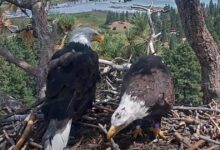 Shadow ‘highly likely’ to nest up with new eagle pal, biologist says