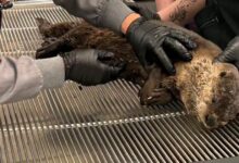 California river otter suffers brain injury in hit-and-run strike