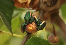 This clumsy green beetle is buzzing all over L.A. It might just crash into your face