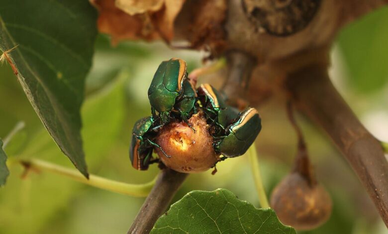 This clumsy green beetle is buzzing all over L.A. It might just crash into your face This clumsy green beetle is buzzing all over L.A. It might just crash into your face