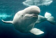 Three rescued belugas arrive at SeaWorld San Diego after 2,500-mile journey from Canada