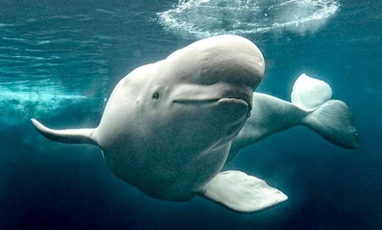 Three rescued belugas arrive at SeaWorld San Diego after 2,500-mile journey from Canada Three rescued belugas arrive at SeaWorld San Diego after 2,500-mile journey from Canada