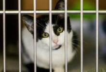 Euthanasia rates of cats and kittens are on the rise at L.A. city animal shelters