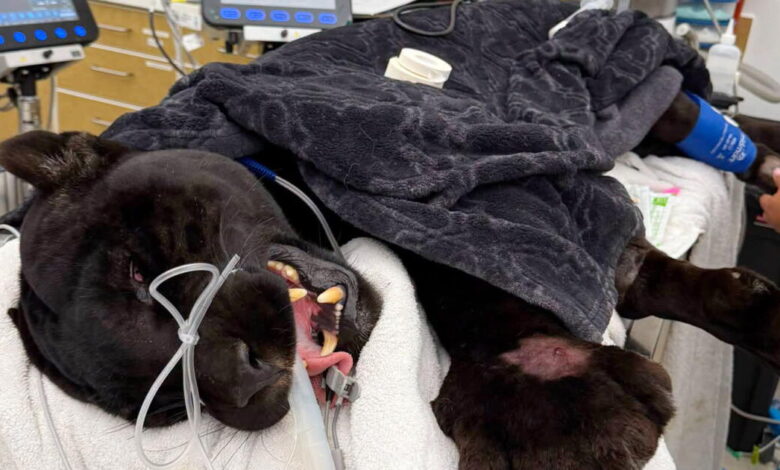 Black jaguar Samba dies following rattlesnake bites at California sanctuary