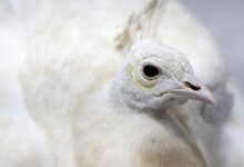 Pasadena peacock beaten by postal worker, video shows; neighbors outraged