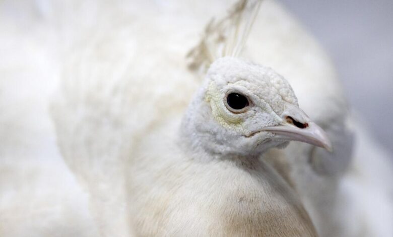 Pasadena peacock beaten by postal worker, video shows; neighbors outraged Pasadena peacock beaten by postal worker, video shows; neighbors outraged