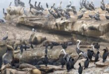 ‘Unacceptable’: La Jolla man who admitted kicking a sea lion faces a year in jail and 0,000 fine