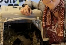 Grammy-winning songwriting legend Diane Warren adopts ‘Wilbur’ the rogue WeHo pig