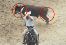 Defensores con drones denuncian coleaderos en los suburbios de Illinois por maltrato animal