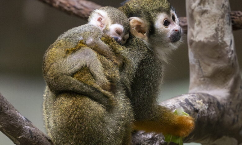 Brookfield Zoo welcomes newborn squirrel monkey Brookfield Zoo welcomes newborn squirrel monkey