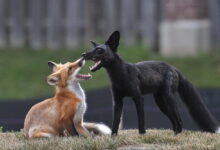Rare black fox, whose coloration is the result of a genetic quirk, makes home in north suburban Northbrook
