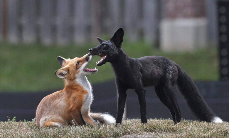Rare black fox, whose coloration is the result of a genetic quirk, makes home in north suburban Northbrook Rare black fox, whose coloration is the result of a genetic quirk, makes home in north suburban Northbrook