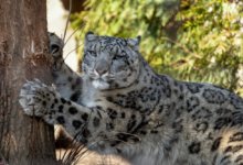 Lincoln Park Zoo mourns ‘larger than life’ snow leopard Ozzy