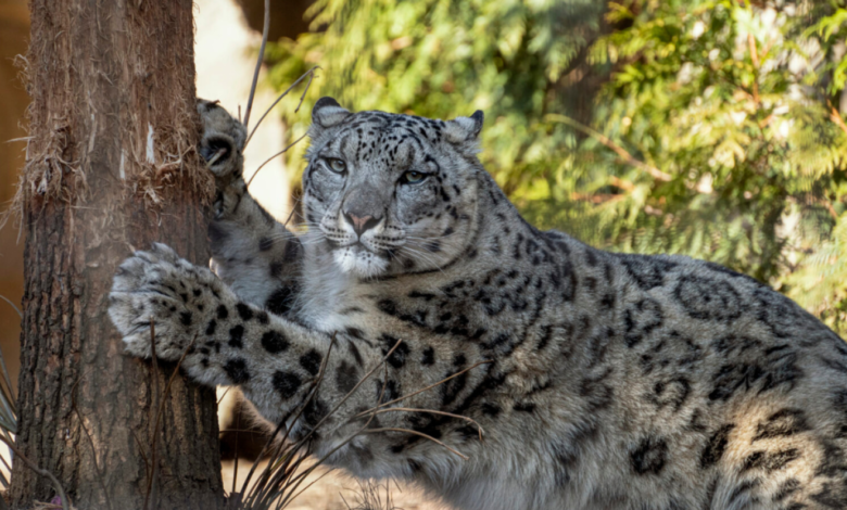 Lincoln Park Zoo mourns ‘larger than life’ snow leopard Ozzy Lincoln Park Zoo mourns ‘larger than life’ snow leopard Ozzy