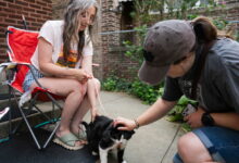 Chicago’s first-ever ‘cat tour’ brings a day of whimsy to Lincoln Square – ‘I think people need it’