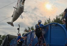 Shedd Aquarium to receive four more beluga whales from Marineland