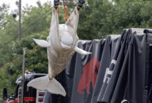 Two beluga whales expected to leave Monday headed for Shedd Aquarium