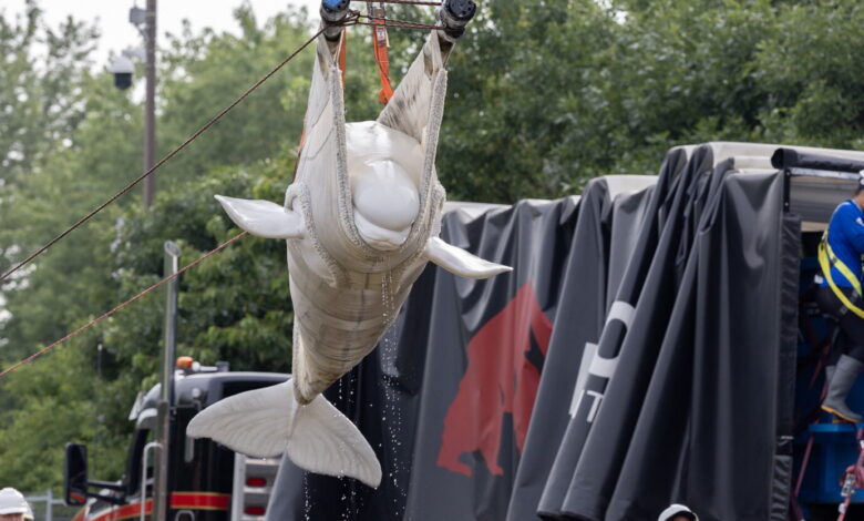 Two beluga whales expected to leave Monday headed for Shedd Aquarium