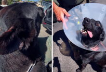 Suspect bites off piece of police dog’s ear during SWAT standoff, police say