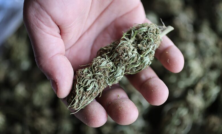Congress Passes Bill Delaying Ban On Hemp THC Products
