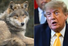 Trump Moves To Strip Wolves Of Federal Protections: ‘You Can Shoot ‘Em’
