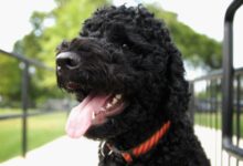 Obamas Mourn Death Of Beloved Family Dog Sunny, Hailed As ‘Pretty Much Perfect’