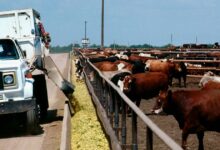 ‘It’s Just Crazy’: Farmer Sounds The Alarm On Record Diesel Prices Amid Trump’s War