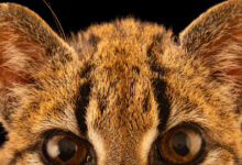 Photos Show New Species of Wild Cat Discovered in Bolivia — The First in 100 Years