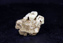Earliest known drug use may have trapped prehistoric foragers in a ‘vicious cycle’ – WTOP News