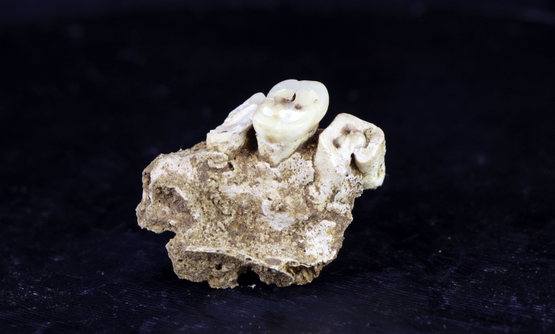 Earliest known drug use may have trapped prehistoric foragers in a ‘vicious cycle’ – WTOP News Earliest known drug use may have trapped prehistoric foragers in a ‘vicious cycle’ – WTOP News