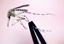 Seventh human West Nile virus case reported in Mass.
