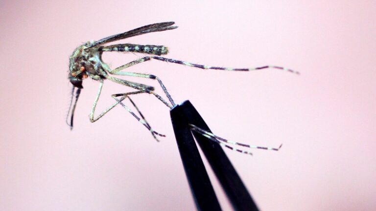 Seventh human West Nile virus case reported in Mass. Seventh human West Nile virus case reported in Mass.