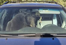 Parched summer in the Rockies sends hungry bears into urban areas and confrontations with people – WTOP News