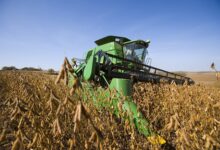 How soybeans took over the American diet – without anyone noticing