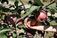 Maryland orchard owner says slim pickings for pick-your-own apples this season – WTOP News