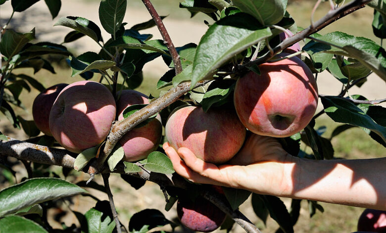 Maryland orchard owner says slim pickings for pick-your-own apples this season – WTOP News