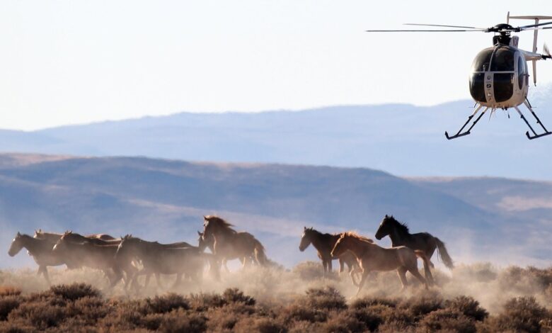 The US beef industry wants America to slaughter wild horses for meat The US beef industry wants America to slaughter wild horses for meat