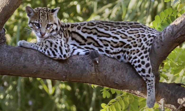 Trump administration cutting more endangered species protections: Report