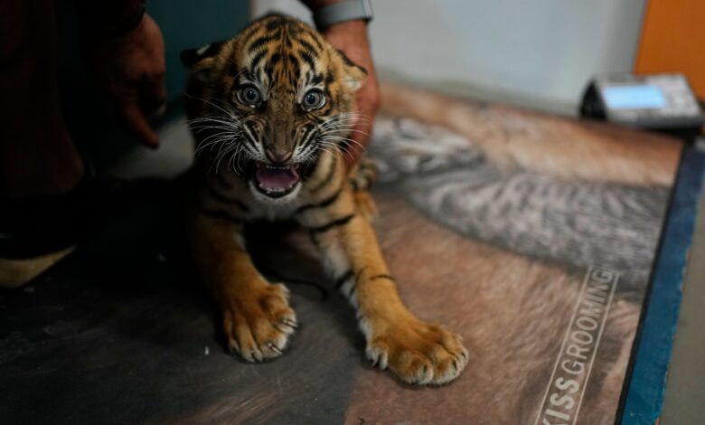 World’s most endangered tigers born in Greece as zoos build a safety net – WTOP News