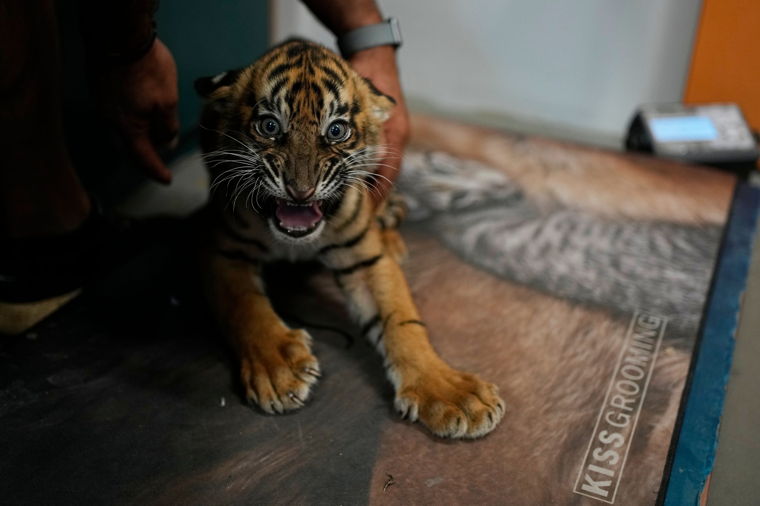 World’s most endangered tigers born in Greece as zoos build a safety net – WTOP News World’s most endangered tigers born in Greece as zoos build a safety net – WTOP News
