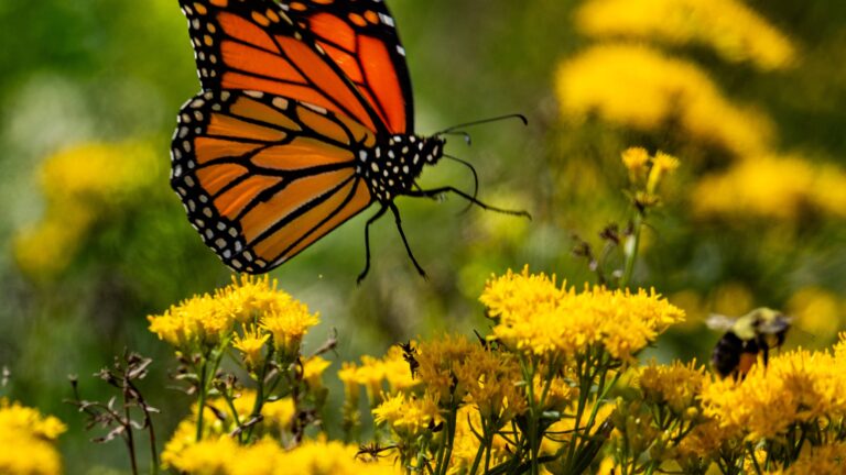 Ask the Gardener: Mums aren’t the only stars of autumn — these flowers thrive in the fall