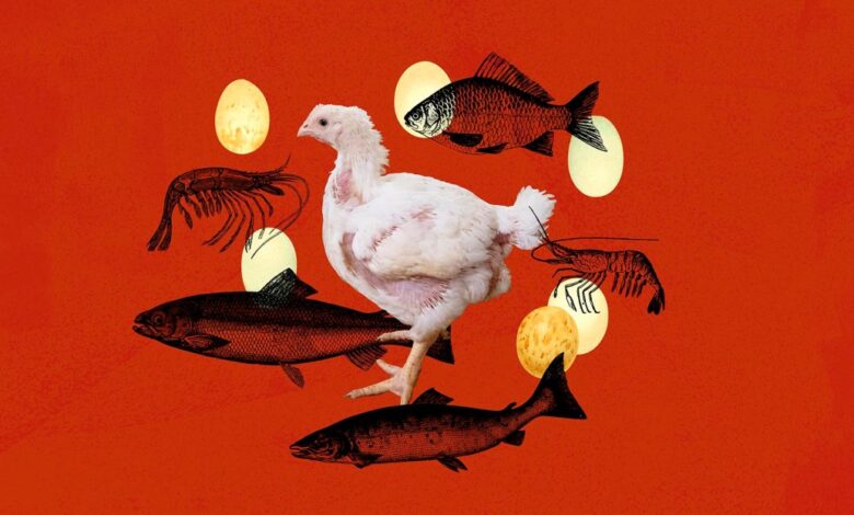The one thing you can do to help a whole lot of animals, explained in 4 charts The one thing you can do to help a whole lot of animals, explained in 4 charts