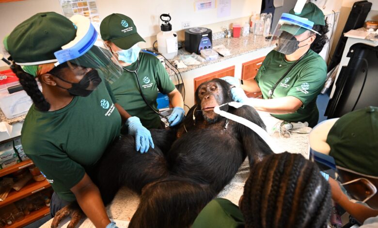 Chimpanzees once used for vaccine research get health checks as part of long-term care – WTOP News Chimpanzees once used for vaccine research get health checks as part of long-term care – WTOP News